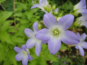 Fleurs
